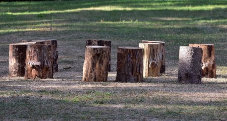 Понад 500 дерев знесуть у Запоріжжі для модернізації тепломереж: що відомо