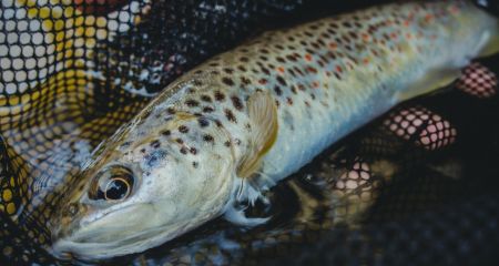 Рыбпатруль разоблачил нарушителей промышленного отлова под Запорожьем