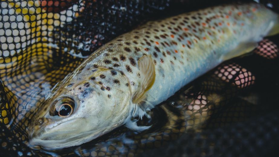 Рыбпатруль разоблачил нарушителей промышленного отлова под Запорожьем