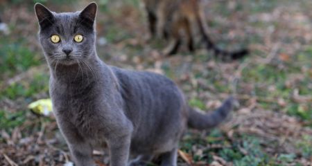 На оккупированном Запорожье россияне отлавливают домашних животных на мех