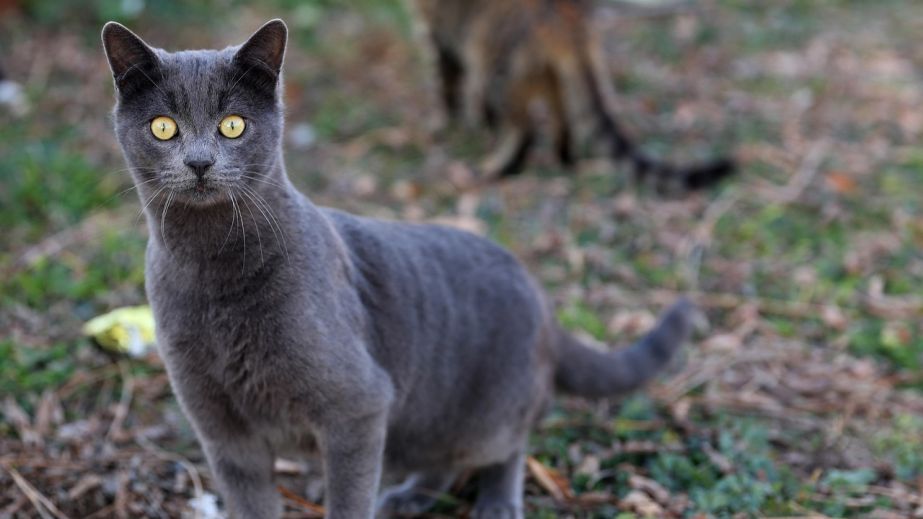 На оккупированном Запорожье россияне отлавливают домашних животных на мех