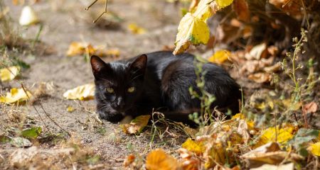 40 запоріжців звернулися до медиків через напади тварин