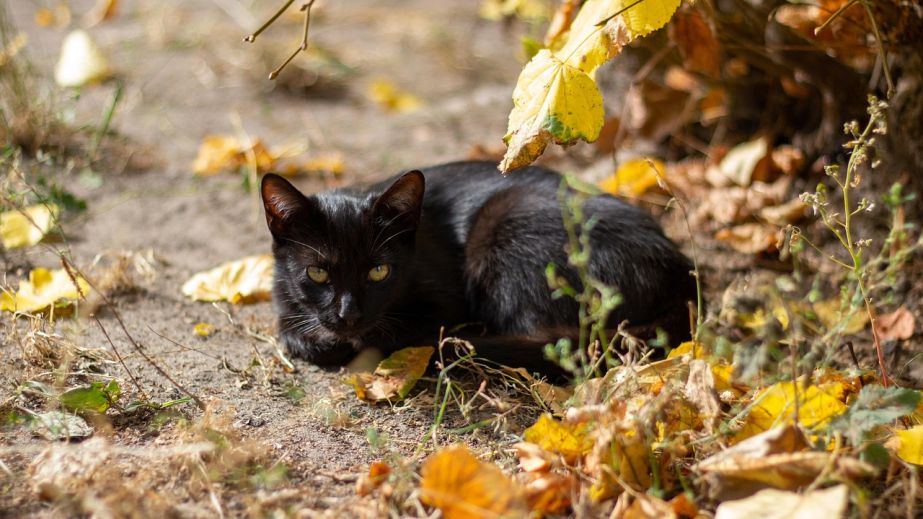40 запорожцев обратились к медикам из-за нападений животных