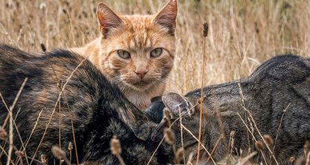 Бешенство на Запорожье: с начала года обнаружили 10 случаев среди кошек и собак