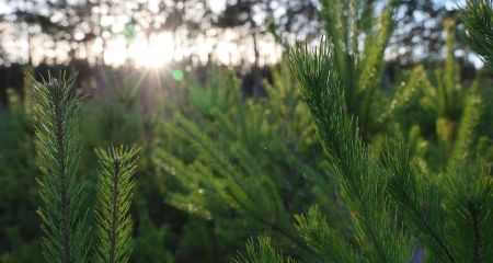 Новорічні ялинки почали продавати у запорізькому лісгоспі: які ціни