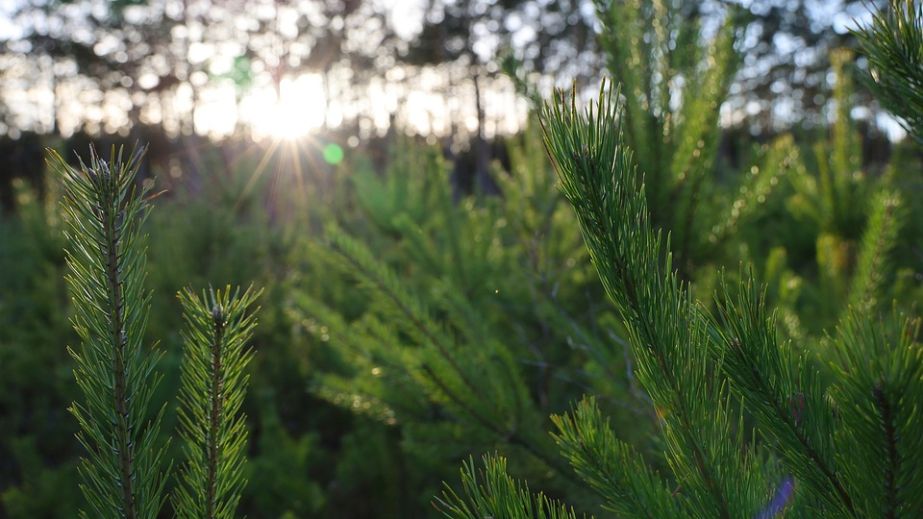 Новогодние елки начали продавать в запорожском лесхозе: какие цены