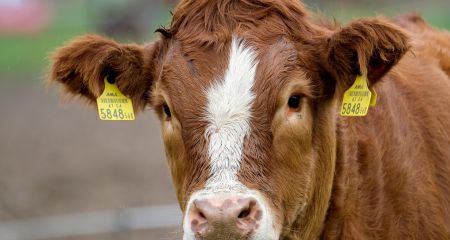 На Запорожье уменьшается поголовье сельскохозяйственных животных