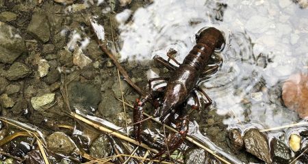 Длительный запрет на отлов раков вводят в Запорожской области