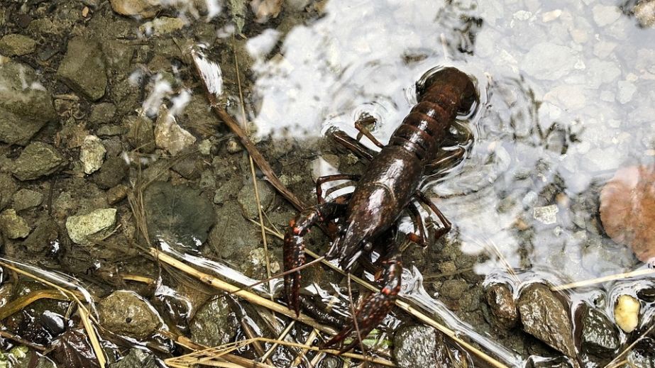 Длительный запрет на отлов раков вводят в Запорожской области