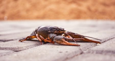 Запоріжцям заборонили ловити раків – причина