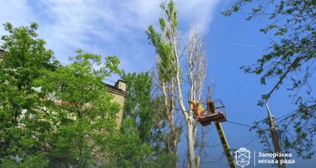 У середмісті Запоріжжя прибрали небезпечні тополі &ndash; кадри