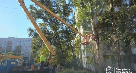 Деревья сносят во дворе запорожской многоэтажки –  кадры
