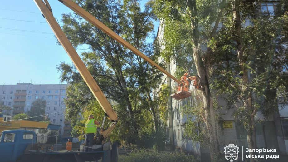 Дерева зносять у дворі запорізької багатоповерхівки – кадри