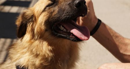 Притулок на 500 тварин планують для Запоріжжя