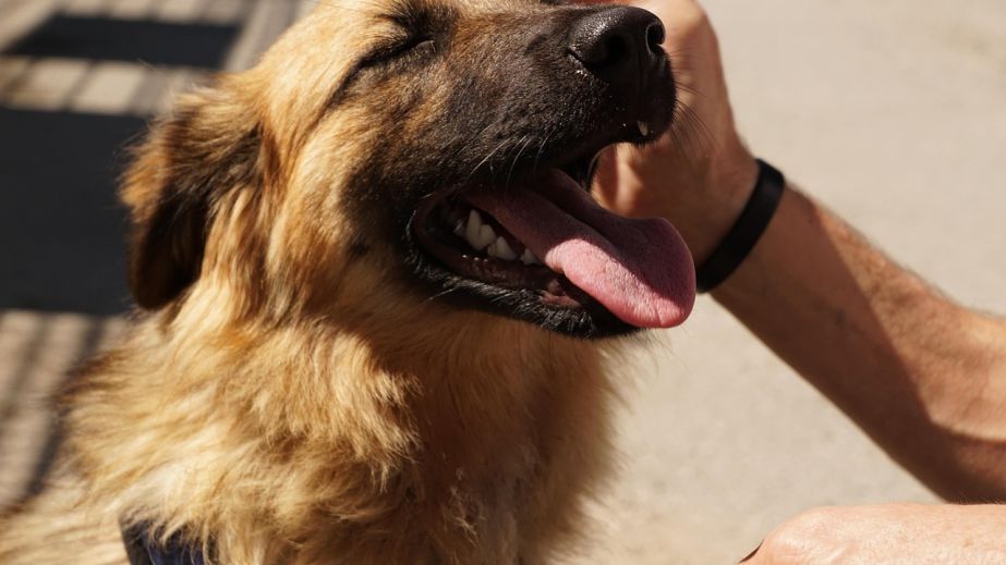 Приют на 500 животных планируют для Запорожья