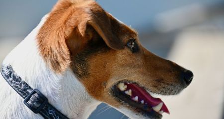 В Запорожье почти полсотни человек пострадали от укусов животных