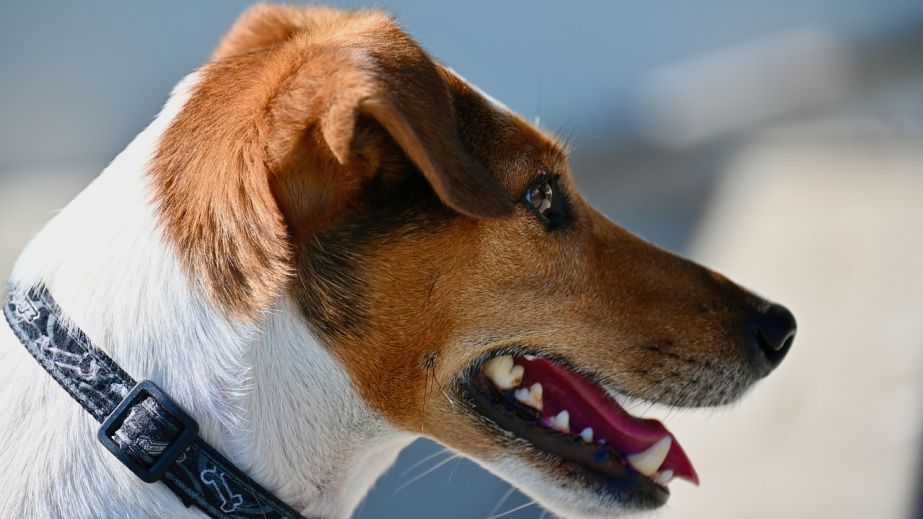 В Запорожье почти полсотни человек пострадали от укусов животных