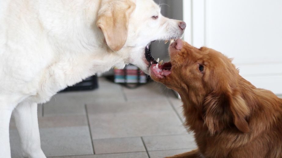 Понад два десятки запоріжців постраждали від укусів тварин