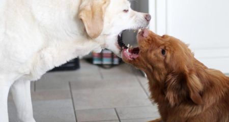 Понад три десятки людей постраждали від тварин у Запоріжжі за тиждень