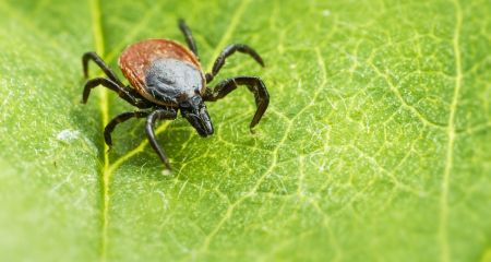 Нападения клещей: в Запорожье зафиксировали два случая