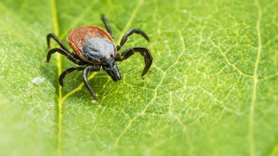 Напади кліщів: у Запоріжжі зафіксували два випадки