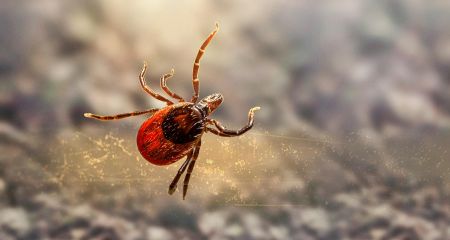 До медиків звернулися 15 запоріжців через укуси кліщів