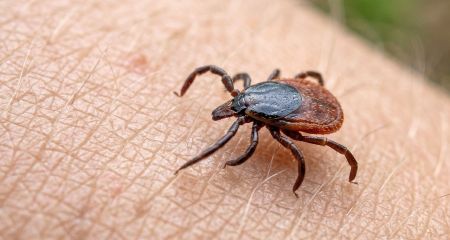 Два случая болезни Лайма обнаружили в Запорожье за неделю