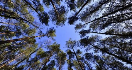 Понад сотню дерев видалять у Запоріжжі заради ремонтних робіт: що відомо