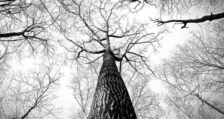 Ще кілька десятків дерев дозволили знести у Запоріжжі: що відомо