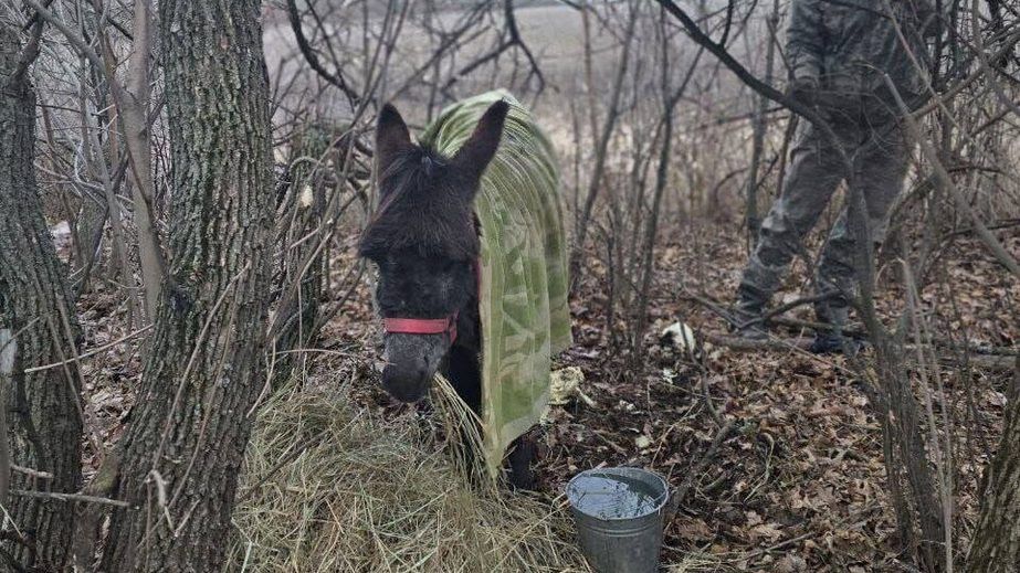 Просят еду и горючее: проблемы со снабжением возникли в оккупантов на Запорожье