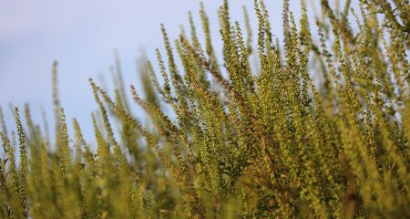 Підготовка до сезону: в Запоріжжі застосують новий метод боротьби з амброзією