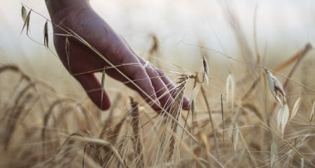 Обстрелы и погода повлияли на урожай на Запорожье – прогноз на старте жатвы