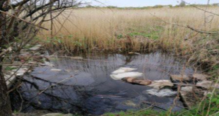 Вбив трьох людей і розчленував тіла: жителя Запоріжжя засудили до довічного