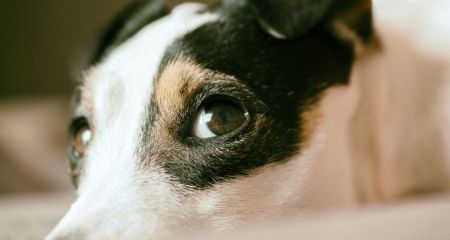 46 запорожцев пострадали от укусов животных