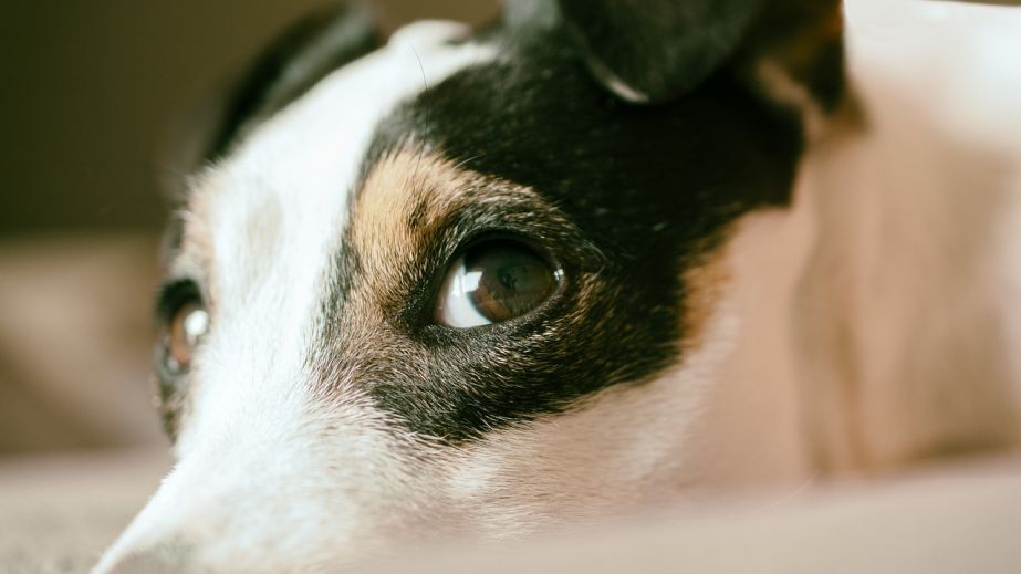 В Запорожье более 50 жителей пострадали от укусов животных