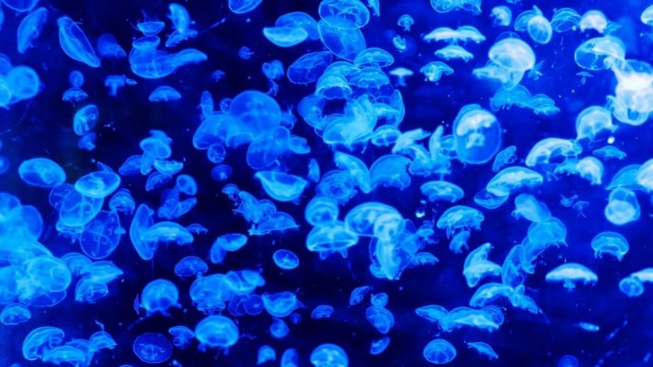 Нашестя медуз у запорізькому Бердянську: що стало причиною
