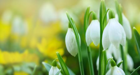 Продавців квітів почнуть перевіряти в Запоріжжі &ndash; деталі