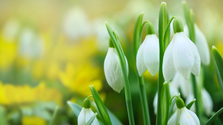 Продавців квітів почнуть перевіряти в Запоріжжі &ndash; деталі