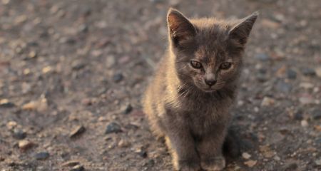 У Запоріжжі врятували трьох кошенят – кадри