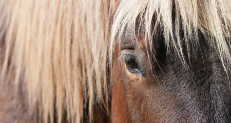 Евакуація під обстрілами: як волонтери рятували коней на Запоріжжі