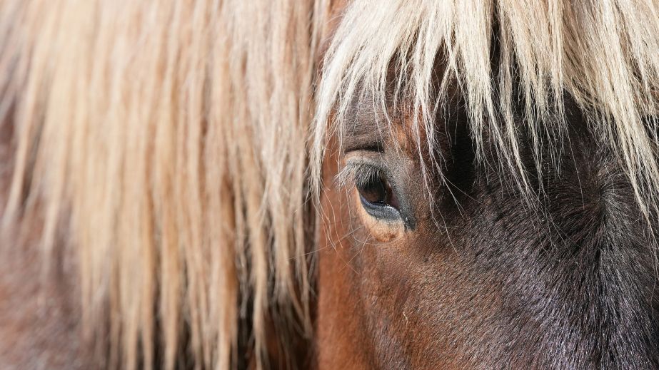 Евакуація під обстрілами: як волонтери рятували коней на Запоріжжі