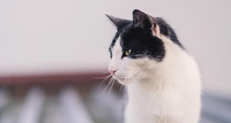 Бесплатный корм для животных будут раздавать переселенцам в Запорожье