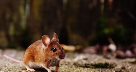 Запорожские медики проверили два десятка человек с подозрением на лептоспироз