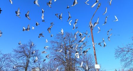 Сказочная зима царит в Запорожье – кадры из парка Городов-побратимов