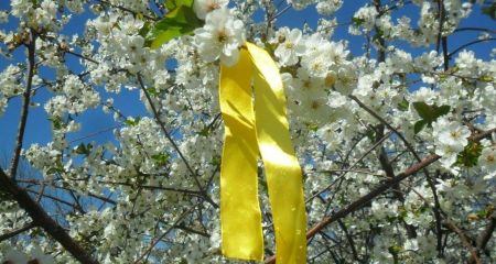 Украинское подполье провело акцию в черешневых садах Мелитополя