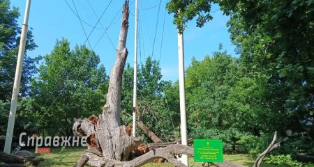 Смерть дуба: как угасала 700-летняя легенда Запорожья