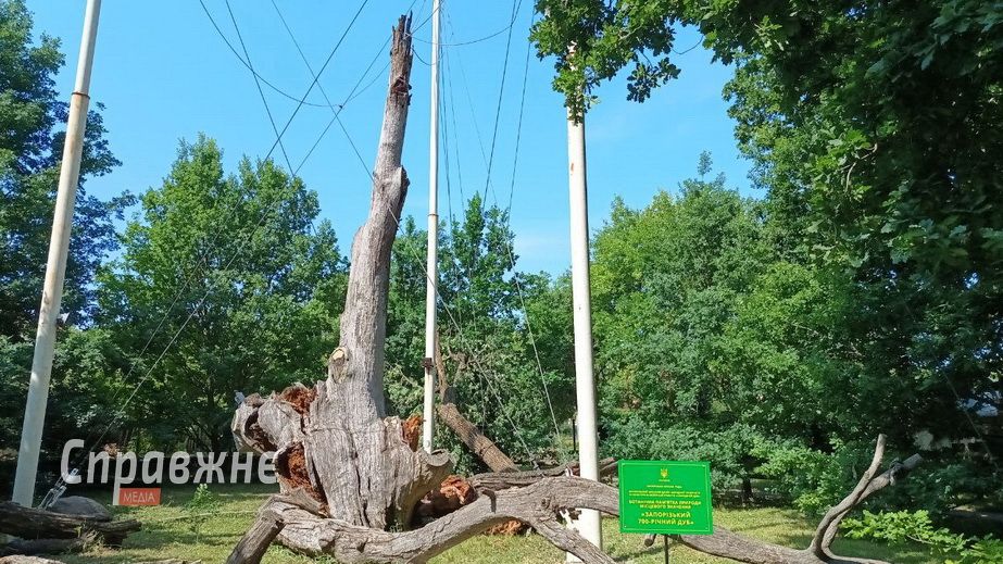 Смерть дуба: як згасала 700-річна легенда Запоріжжя