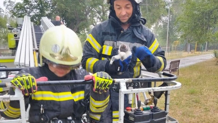Рятувальники зняли кота з високого дерева у Запоріжжі