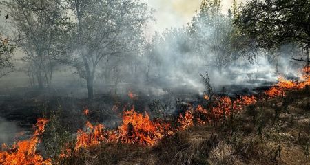 Хортица пылает: спасатели Запорожья борются с пожаром на острове