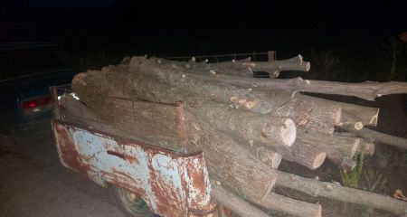В лесополосе на Запорожье спилили деревьев более чем на 10 тыс. грн